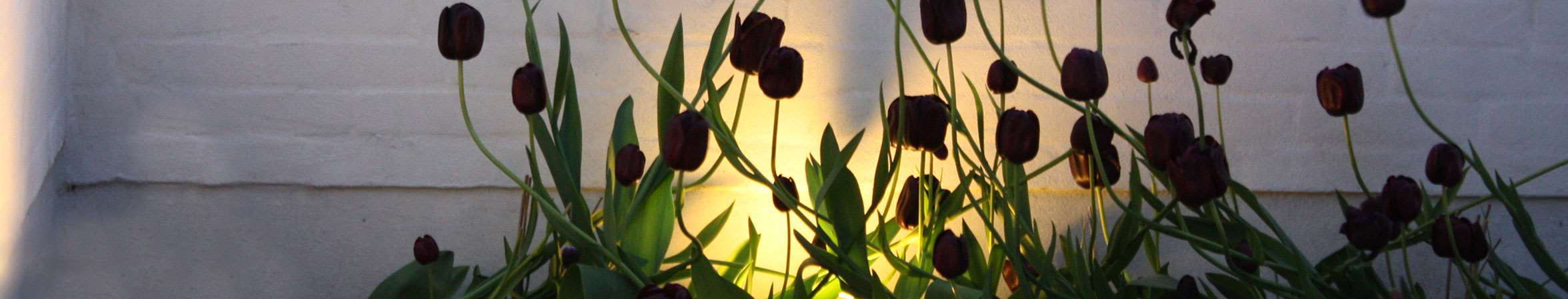 Udendoerslamper og udendorsbelysning mellem planter designet af havearkitekt Tor Haddeland