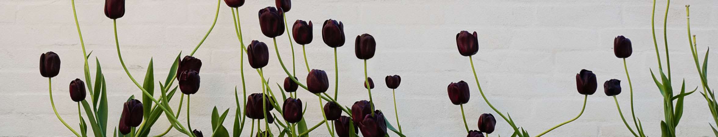 Tulipaner mod mur