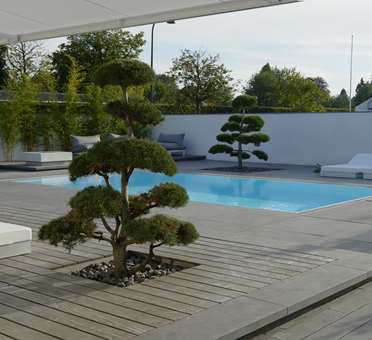 Terrasse med pool og skulpturelle fyr designet af havearkitekt Tor Haddeland